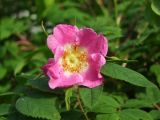 Rosa amblyotis