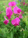 Lathyrus tuberosus. Соцветие. Средний Урал, Свердловская обл., долина р. Пышма, окр. г. Сухой Лог, луг на берегу реки. 18.07.2013.