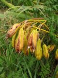 Iris pseudacorus. Вызревшие раскрывающиеся плоды. Нидерланды, провинция Drenthe, река Oostervoortsche Diep между деревнями Norg и Donderen. 27 сентября 2009 г.