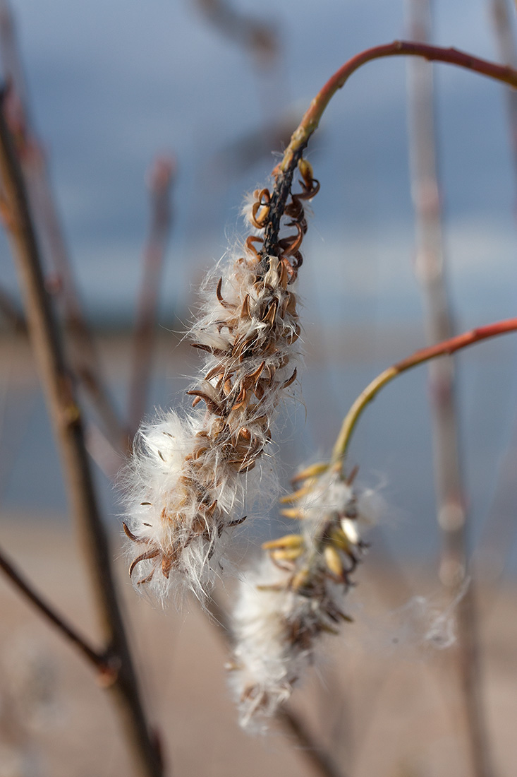 Изображение особи Salix pentandra.