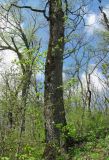 Tilia begoniifolia