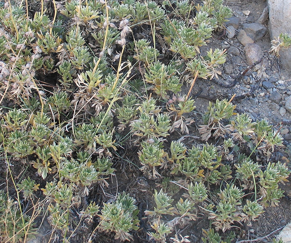 Image of Acaena splendens specimen.