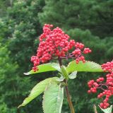 Sambucus sibirica