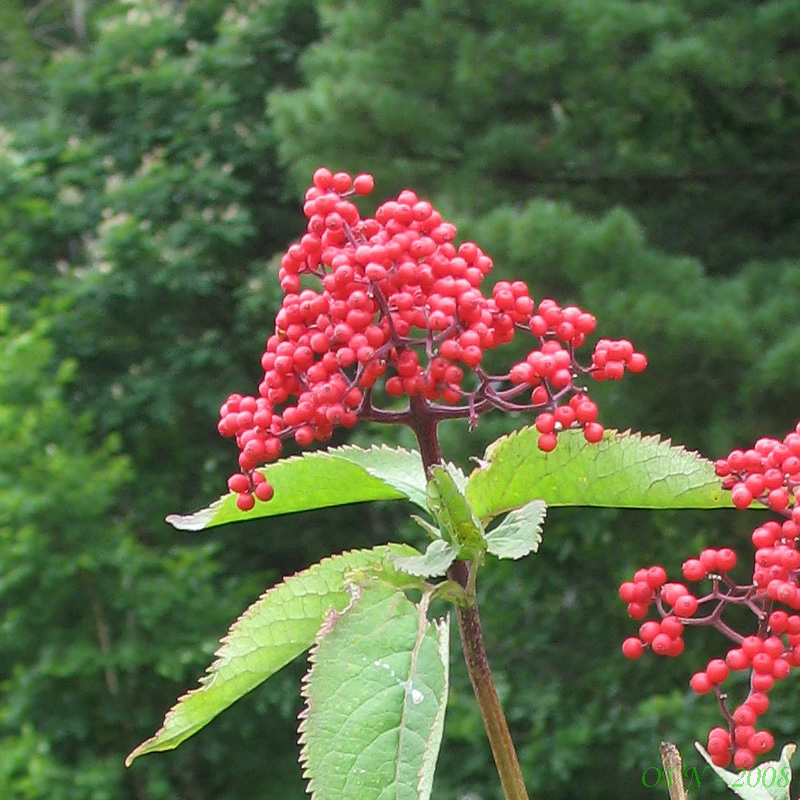 Image of Sambucus sibirica specimen.