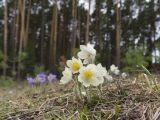 Pulsatilla patens