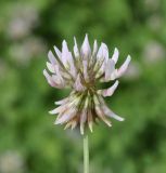 Trifolium repens