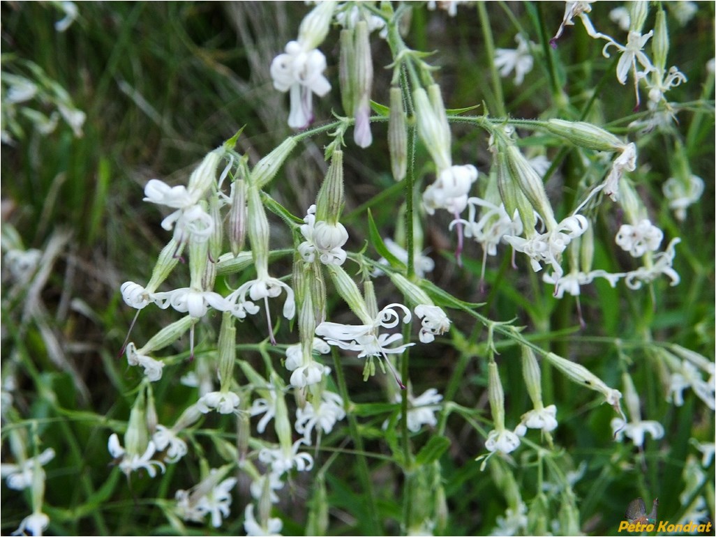 Изображение особи Silene nutans.