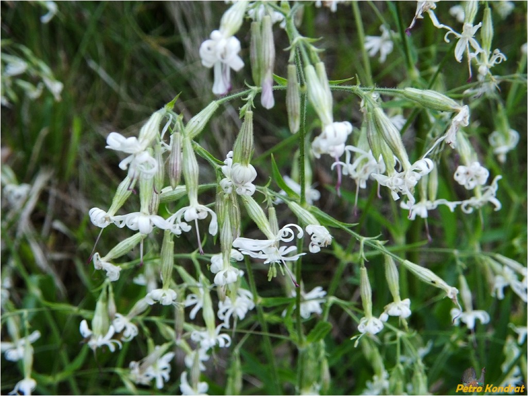 Image of Silene nutans specimen.