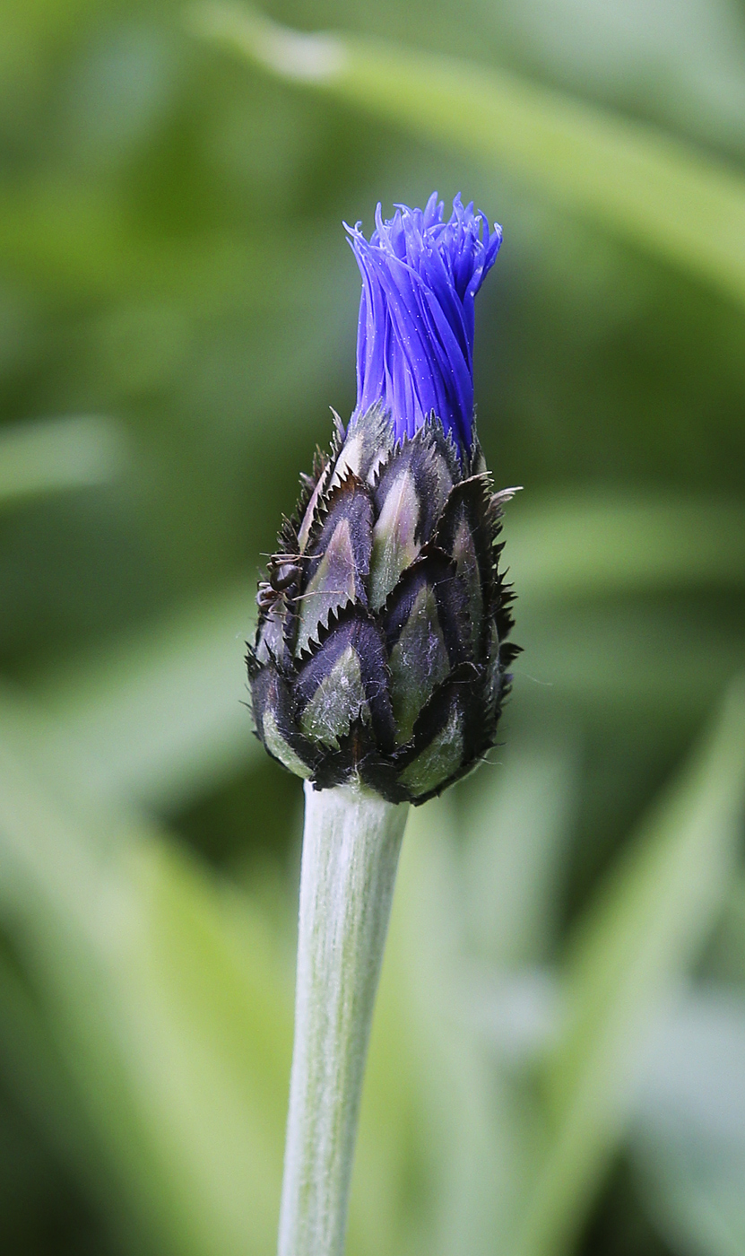 Изображение особи Centaurea montana.