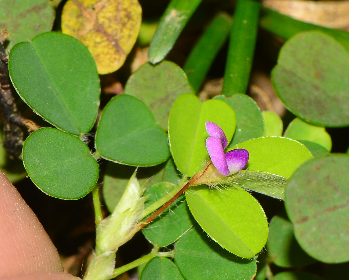 Изображение особи Desmodium triflorum.