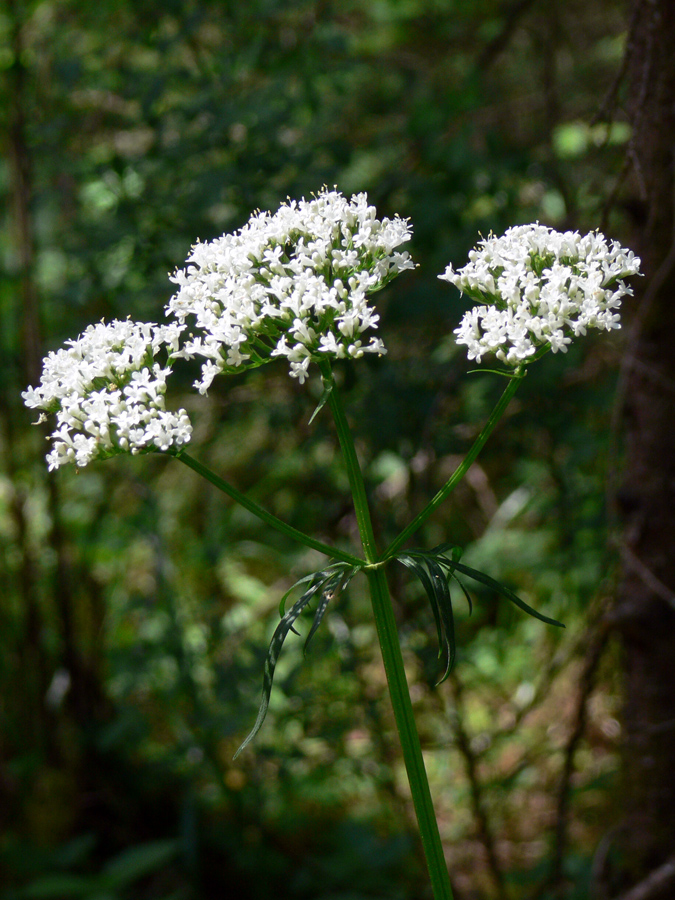 Изображение особи Valeriana wolgensis.