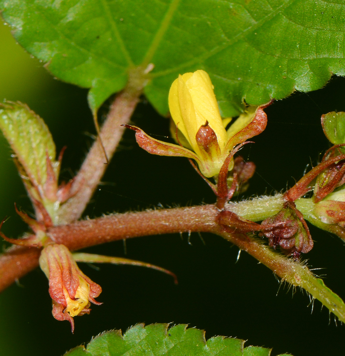 Image of genus Corchorus specimen.