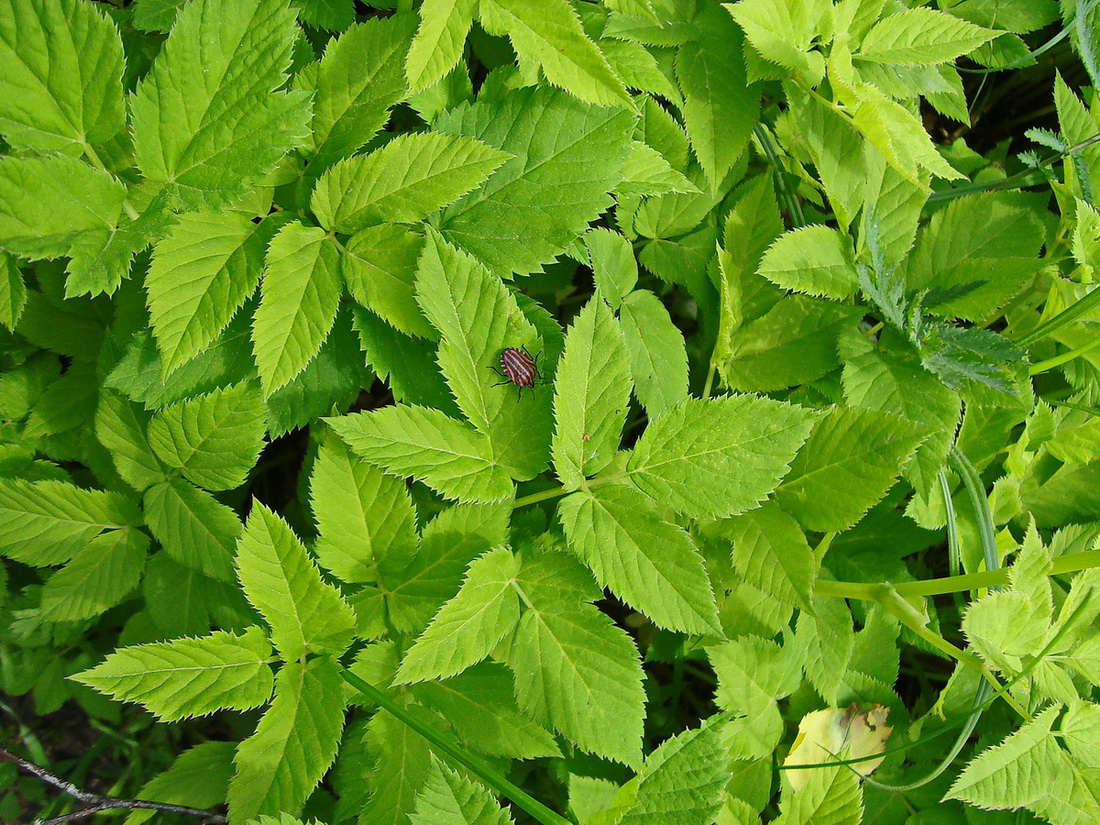 Image of Aegopodium podagraria specimen.