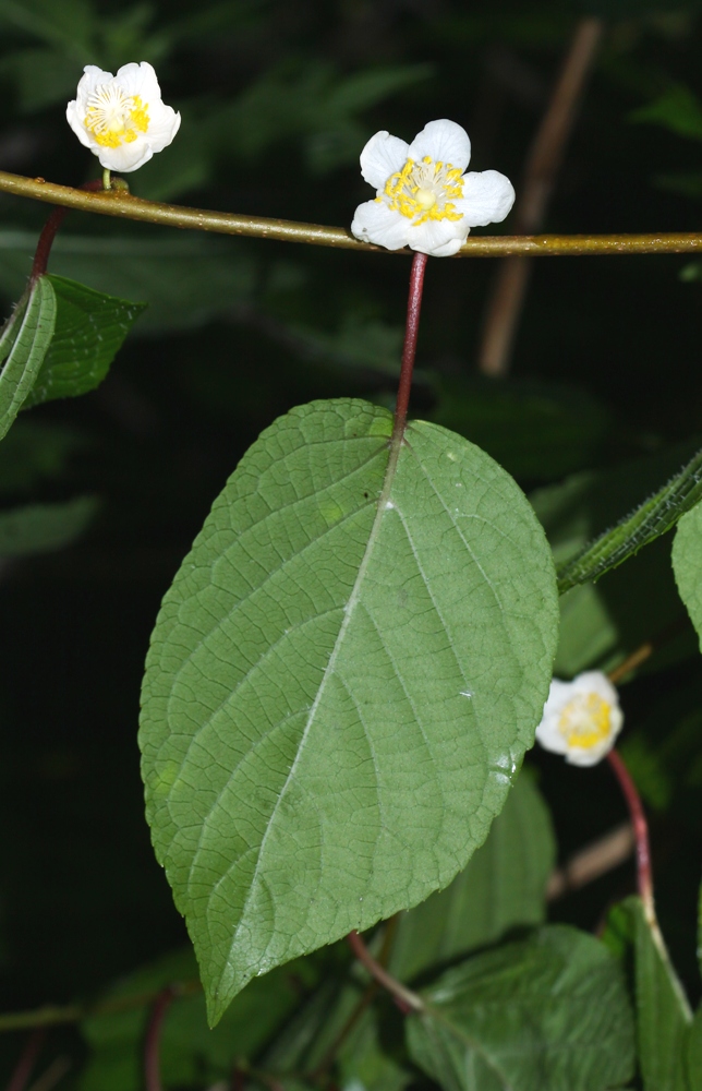 Image of Actinidia polygama specimen.