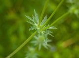 Eryngium planum