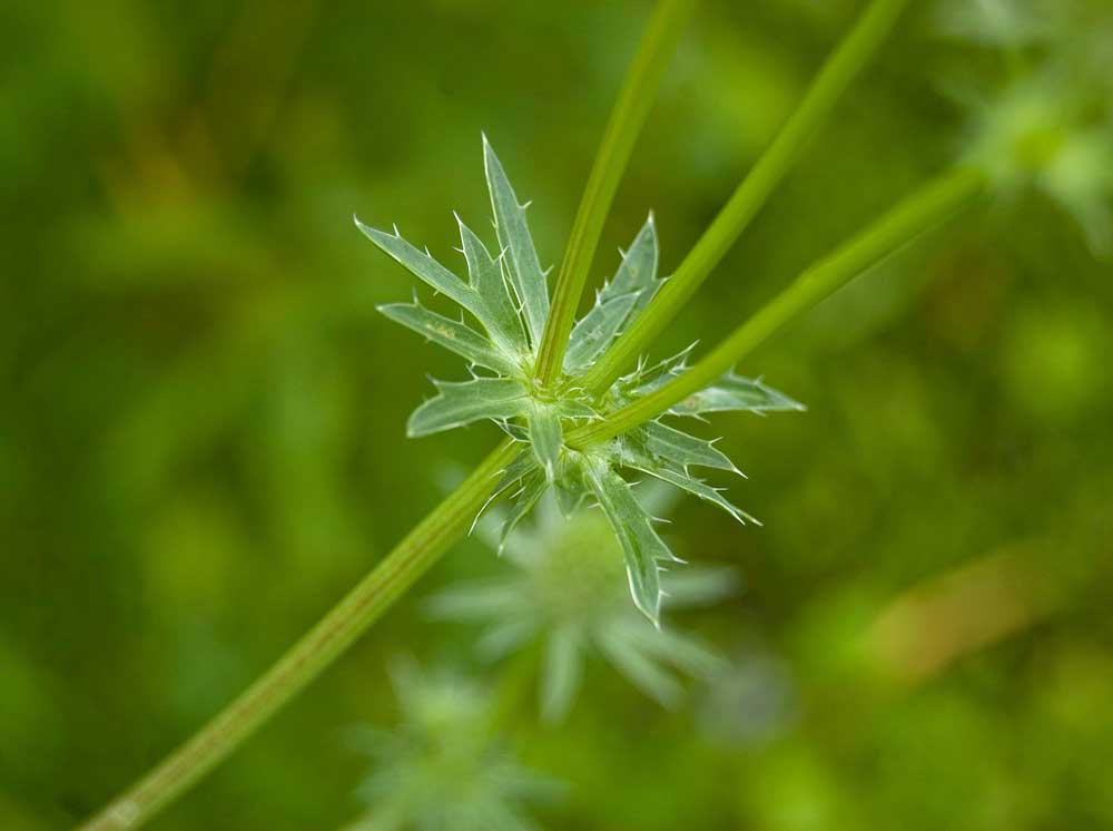 Image of Eryngium planum specimen.