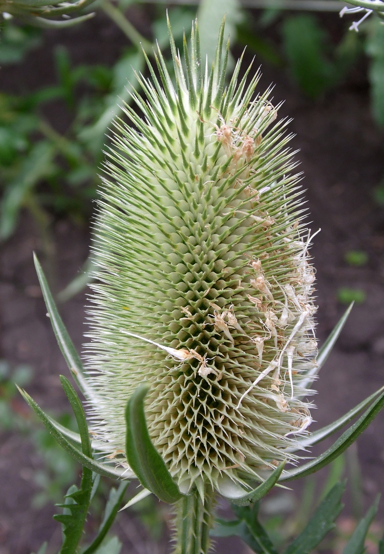 Изображение особи Dipsacus laciniatus.