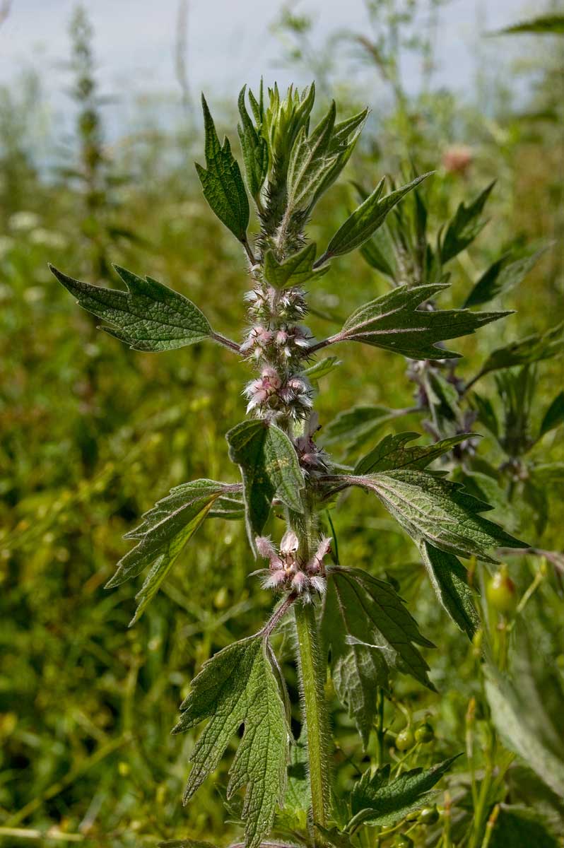 Изображение особи Leonurus quinquelobatus.