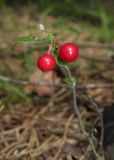 Vaccinium vitis-idaea. Плодоносящее растение. Алтайский край, г. Барнаул, окр. пос. Южный, ленточный бор из Pinus sylvestris. 9 августа 2017 г.