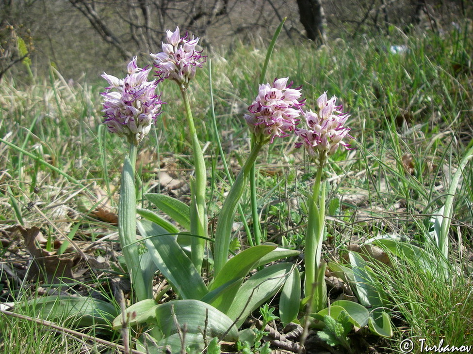 Изображение особи Orchis simia.