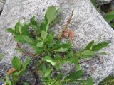 Salix apoda