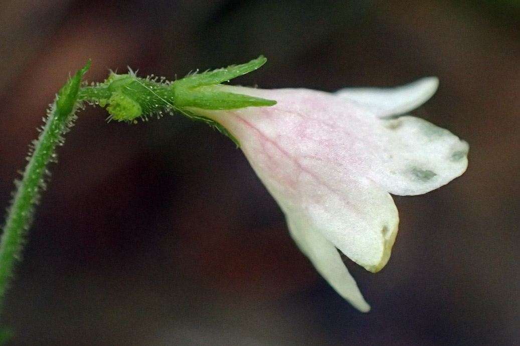 Image of Linnaea borealis specimen.