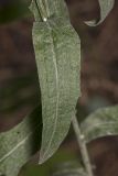 Centaurea jacea. Лист. Саратов, Кумысная поляна, в хвойно-лиственных посадках. 17.09.2017.