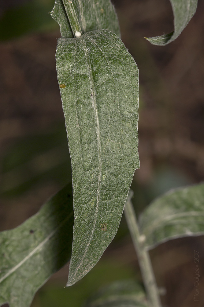 Image of Centaurea jacea specimen.