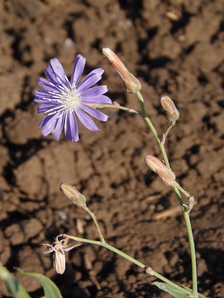 Image of Lactuca tatarica specimen.