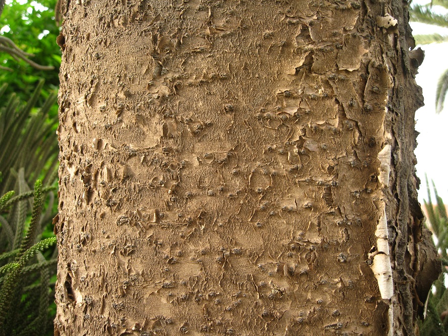 Изображение особи Araucaria heterophylla.