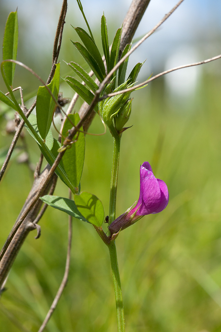 Image of Vicia angustifolia specimen.