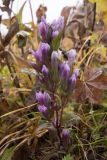 Gentianella biebersteinii. Верхушка цветущего растения. Адыгея, Кавказский биосферный заповедник, хр. Каменное Море, субальпийский луг, ≈ 2000 м н.у.м. 14.10.2017.