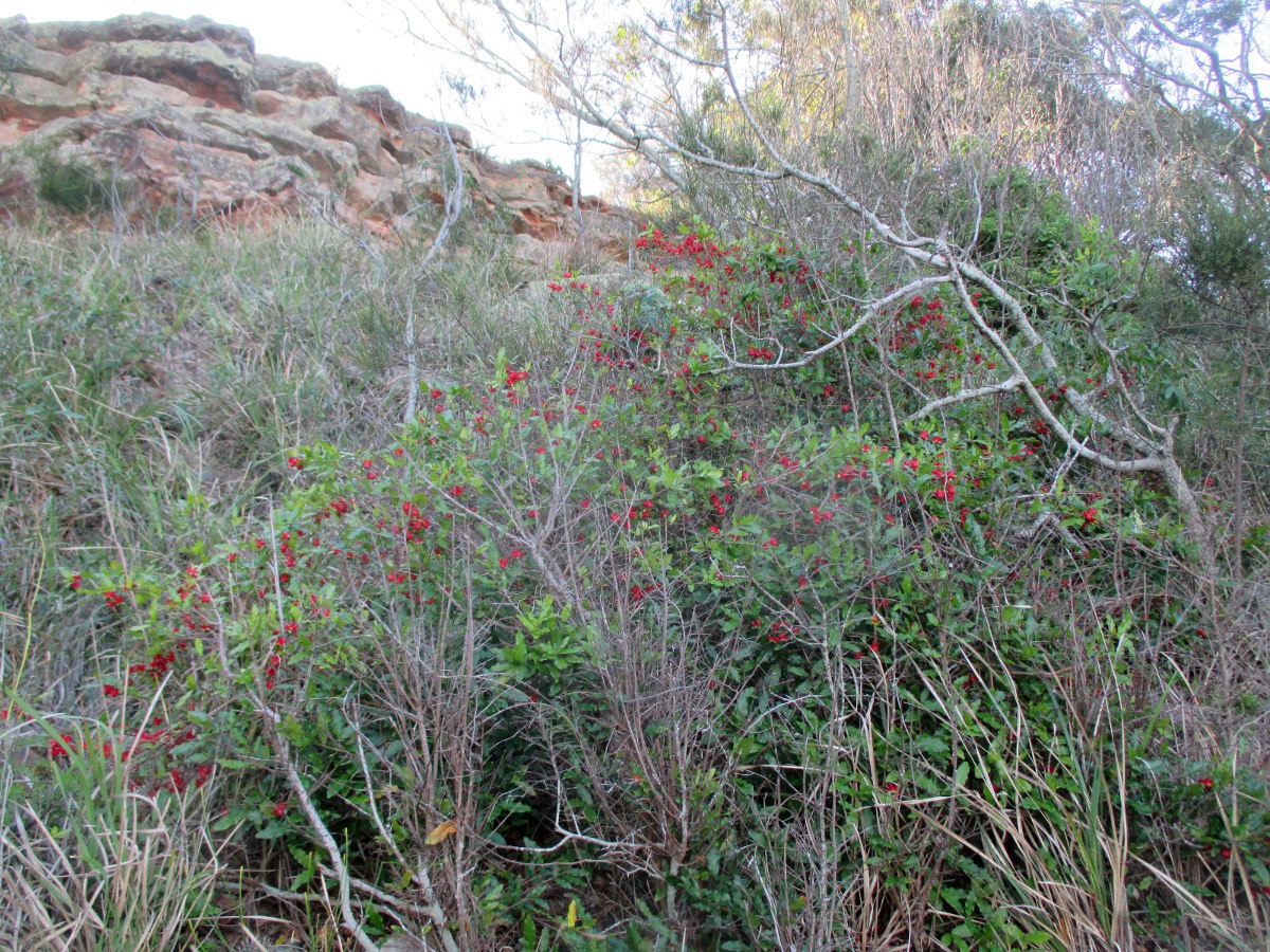 Image of Ochna serrulata specimen.