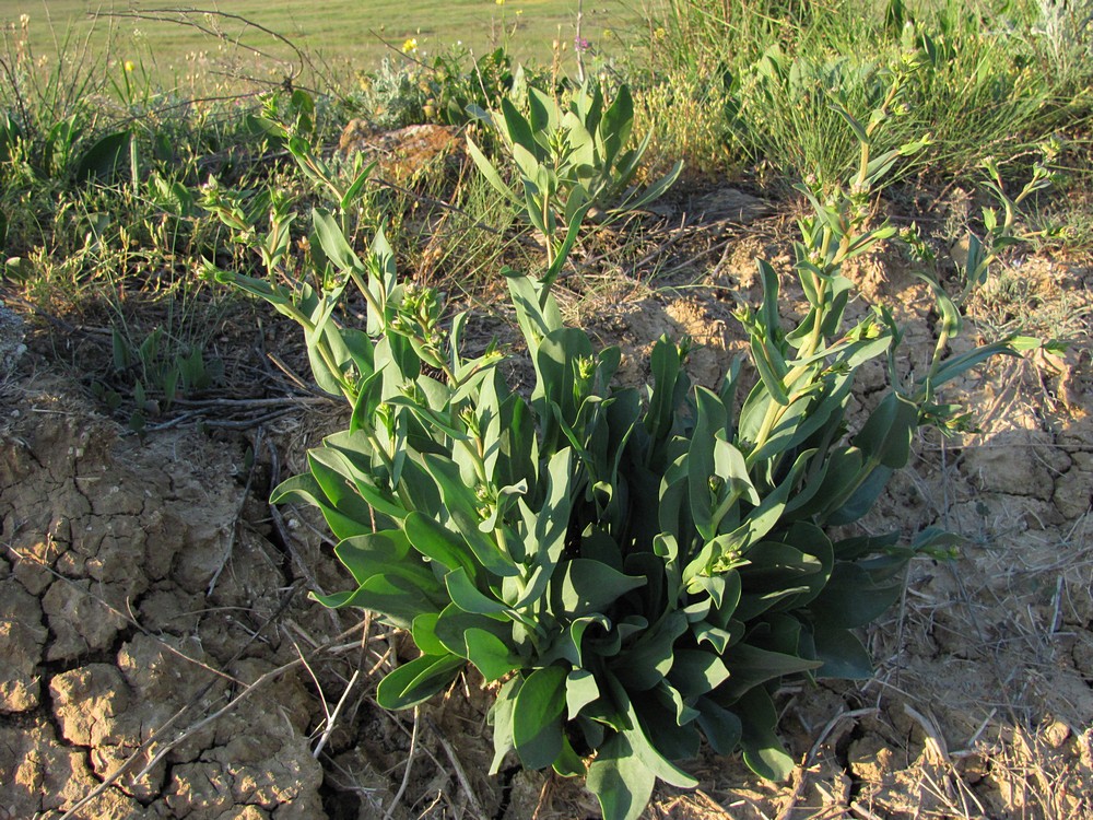 Image of Lepidium cartilagineum specimen.