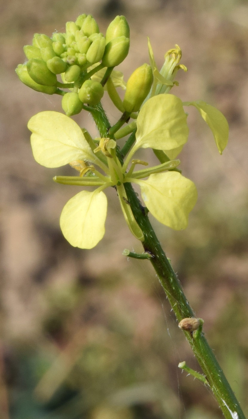 Image of Sinapis arvensis specimen.