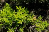 Osmunda regalis. Вайи. Греция, о-в Крит, ном Ханья (Νομός Χανίων), дим Платаньяс (Δήμος Πλατανιά), долина Фаса, ≈ 300 м н.у.м., крутой склон с выходами грунтовых вод. 22 июня 2017 г.