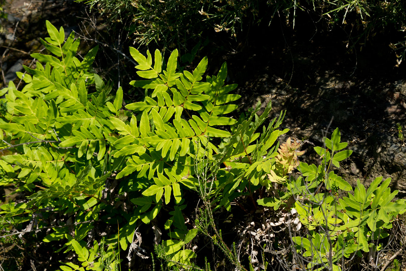 Image of Osmunda regalis specimen.