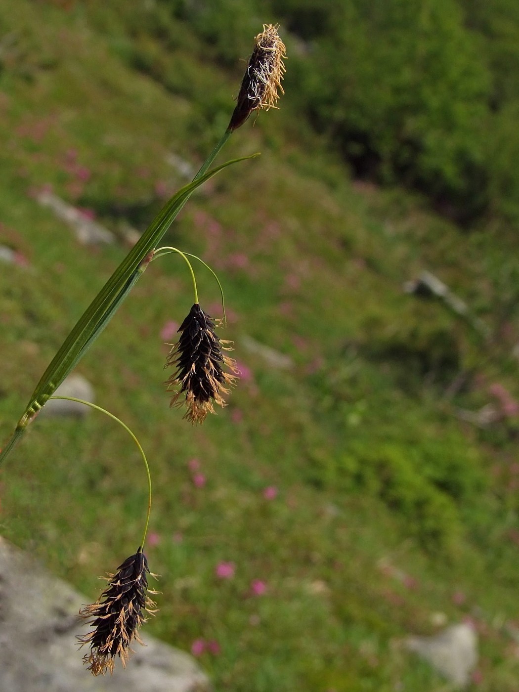 Изображение особи Carex riishirensis.