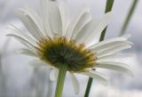 Leucanthemum vulgare. Обёртка соцветия-корзинки. Тверская обл., Кимрский р-н, залежь посреди смешанного леса. 07.07.2017.