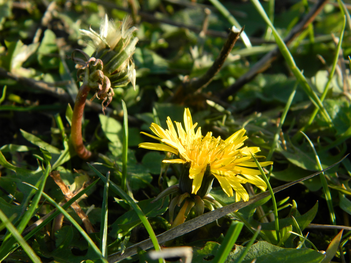 Изображение особи род Taraxacum.