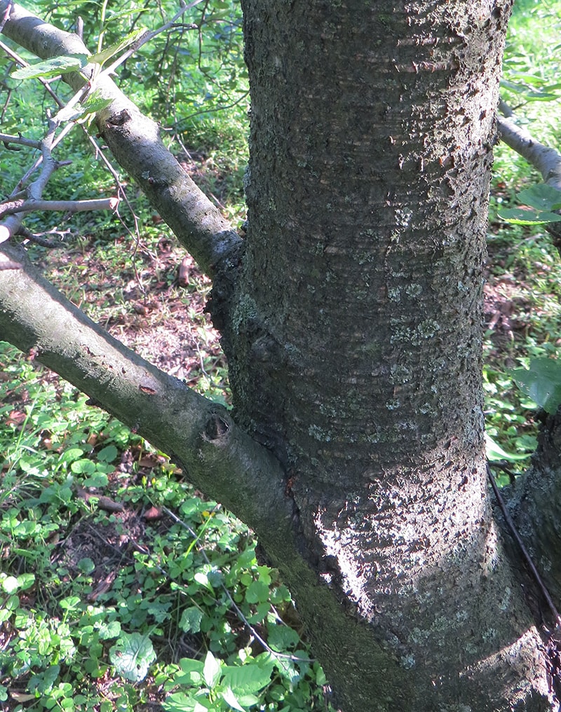 Image of Betula lenta specimen.