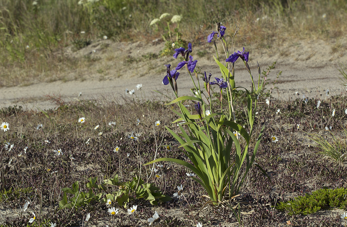 Изображение особи Iris setosa.