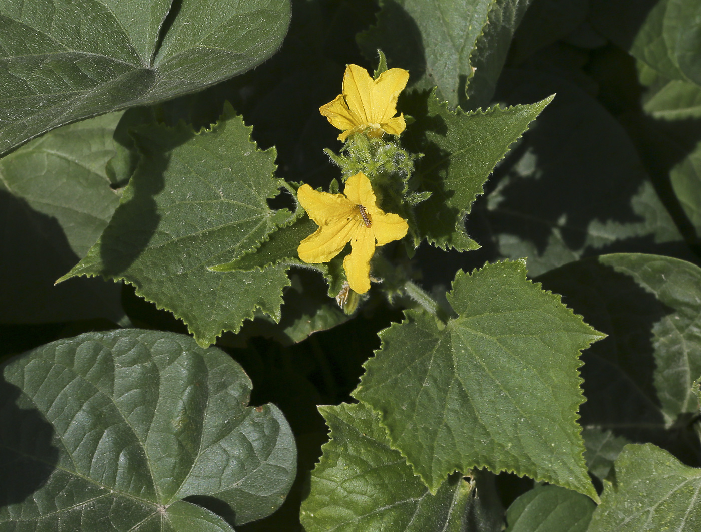 Изображение особи Cucumis sativus.