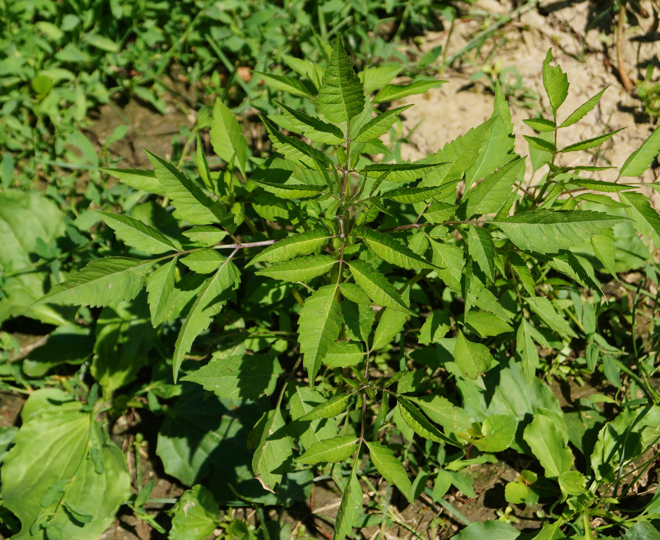 Изображение особи Bidens frondosa.