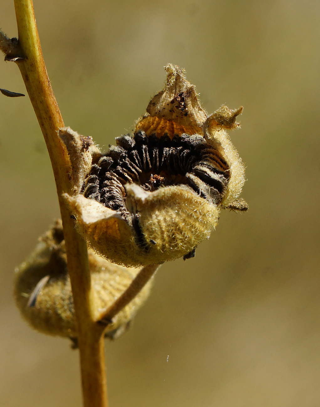 Image of Alcea rosea specimen.