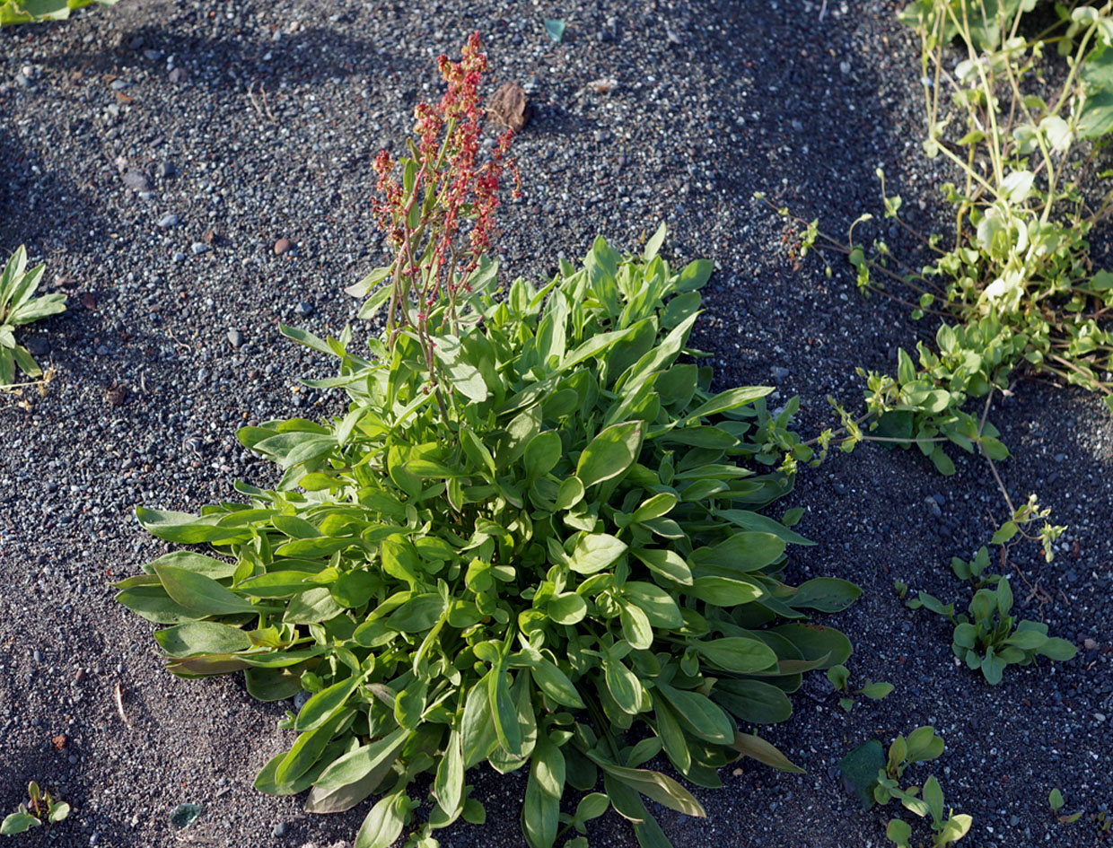 Изображение особи Rumex acetosella.