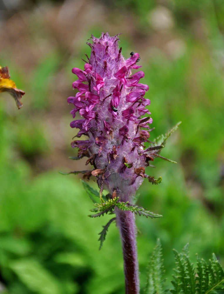 Изображение особи Pedicularis panjutinii.