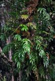 Drynaria quercifolia. Взрослые растения на стволе дерева. Малайзия, о-в Калимантан, национальный парк Бако, прибрежный лес. 08.05.2017.