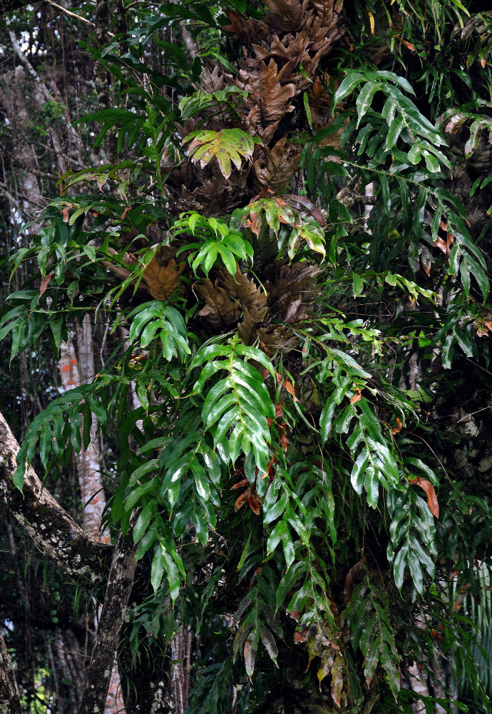 Изображение особи Drynaria quercifolia.