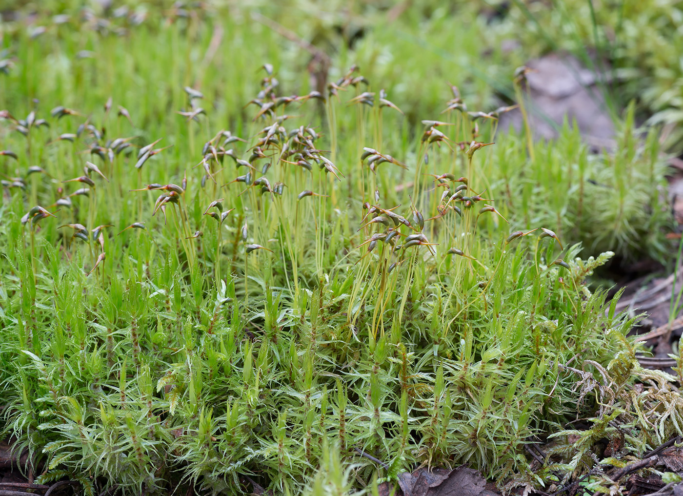 Image of Dicranum polysetum specimen.